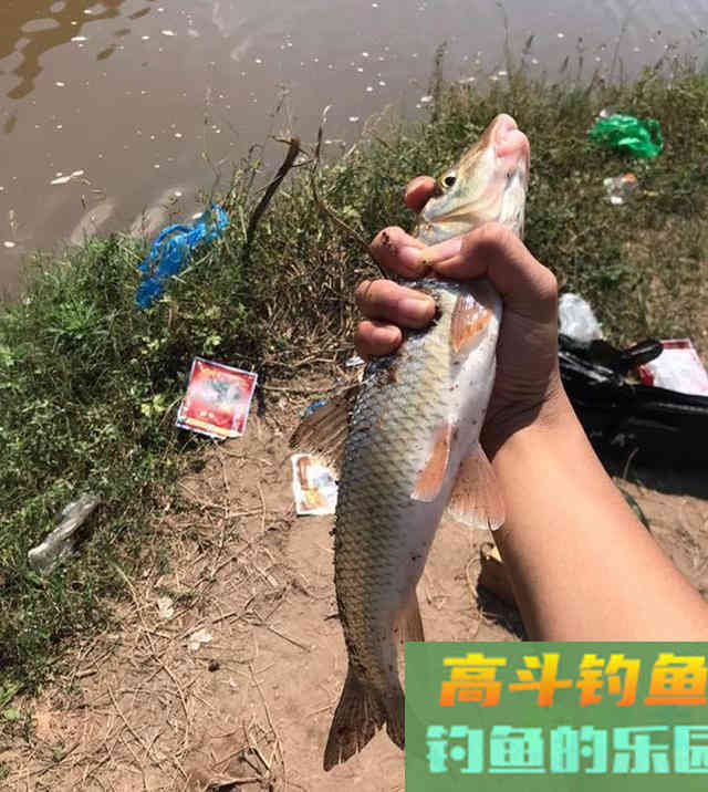 春钓花骨鱼、重唇鱼攻略，漂亮味美拉力强，黑漂刺鱼把竿扬