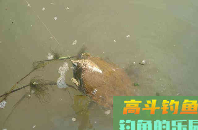 野生甲鱼难找不难钓，学会这两招，一找一个准
