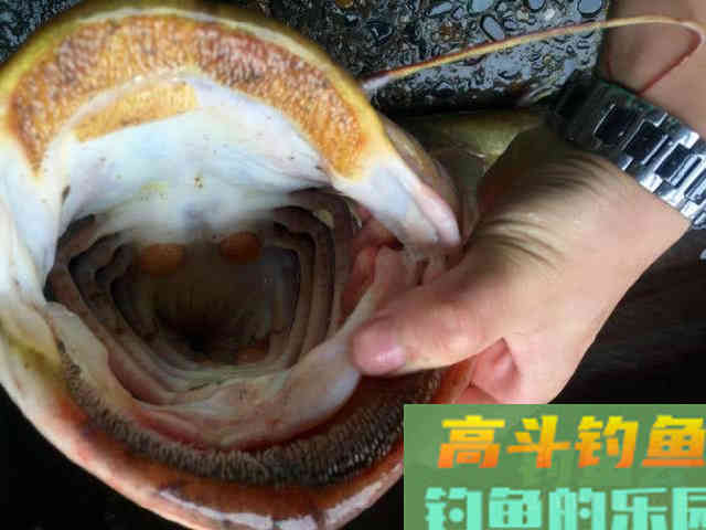 鲶鱼是否也适合路亚钓法？路亚鲶鱼掌握这4点很重要