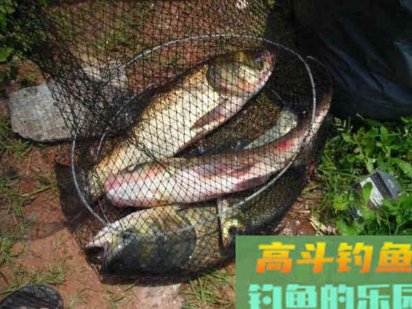 老司机分享多年钓鲢鳙的经验 老司机分享多年钓鲢鳙的经验
