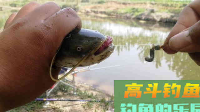 钓鲶鱼别再用猪肝打窝了,教你一招蚯蚓配散炮 钓鲶鱼别再用猪肝打窝了,教你一招蚯蚓配散炮