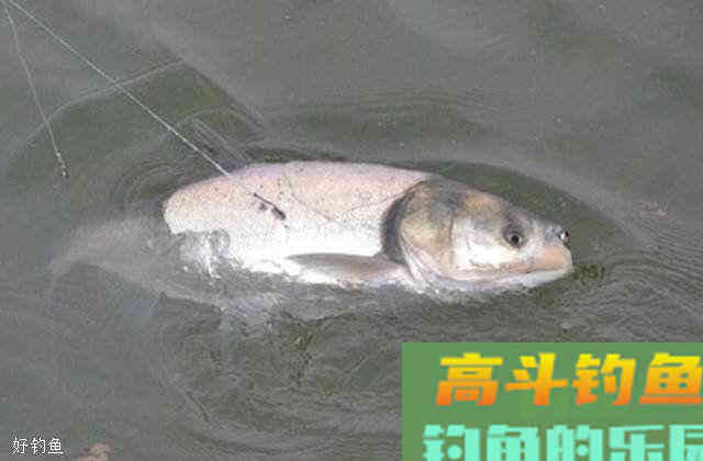 钓鲢鳙的钓位钓组饵料详细分析 钓鲢鳙的钓位钓组饵料详细分析