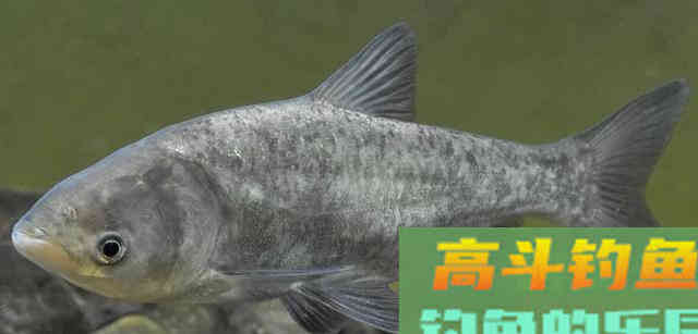 一年一度鲢鳙季,鲢鳙的垂钓也即将进入高潮 一年一度鲢鳙季,鲢鳙的垂钓也即将进入高潮