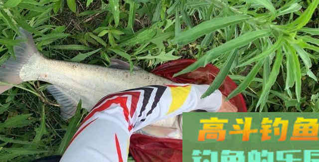 钓鲢鳙的鱼竿很难选？了解它的特点和钓法就知道原因了