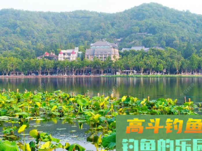 钓鲢鳙鱼3个因素与找鱼层方法,以及气温等技巧 钓鲢鳙鱼3个因素与找鱼层方法,以及气温等技巧