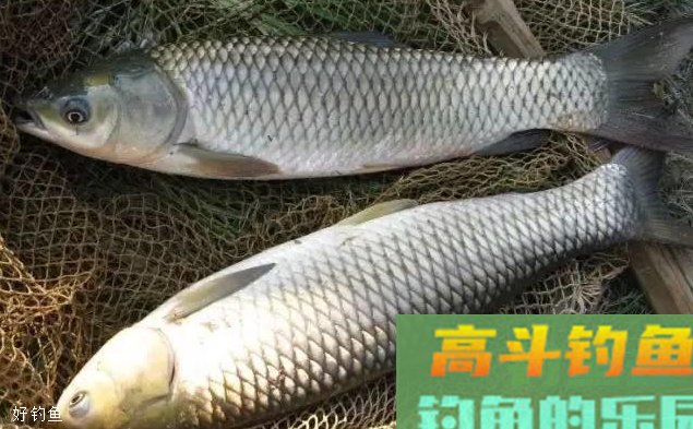 钓草鱼怎么选钓位？这些地方要注意
