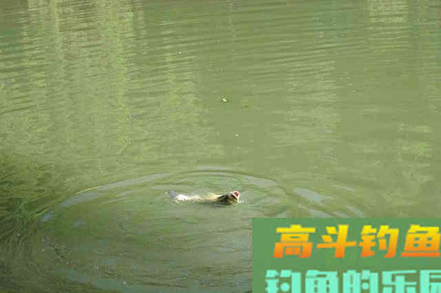 垂钓草鱼思路分享，多钓草鱼可以来看看