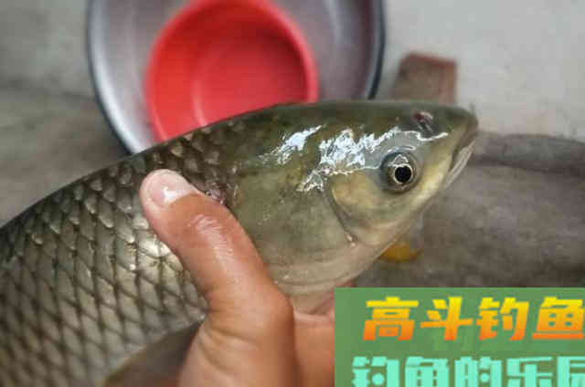 草鱼的3个钓法精髓,知道的人绝非泛泛之辈 草鱼的3个钓法精髓,知道的人绝非泛泛之辈