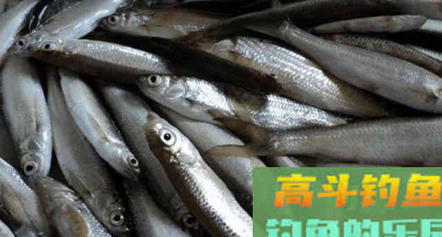 钓鲢鳙，白条总是闹窝怎么办？我是这样处理的