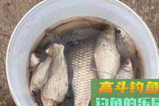 到了冬天,我立马换用这鲫鱼钓法 到了冬天,我立马换用这鲫鱼钓法