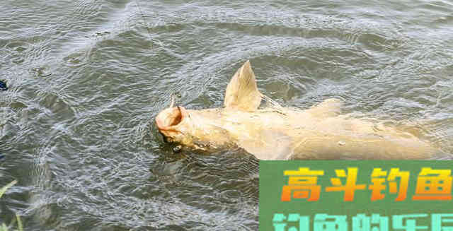 草鱼为何难钓?分析原因从它的生活习性入手 草鱼为何难钓?分析原因从它的生活习性入手