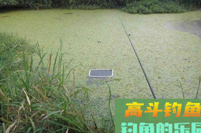 立秋后,黑鱼只要按我说的钓,就爆护 立秋后,黑鱼只要按我说的钓,就爆护