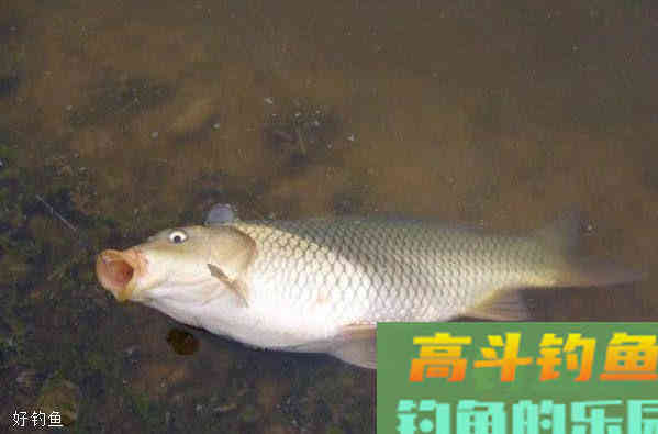 夏季钓鲫鱼的四个技巧,学会更容易上鱼 夏季钓鲫鱼的四个技巧,学会更容易上鱼