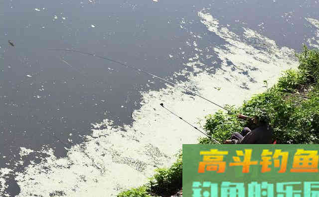 有人说是军鱼,也有人说是草鱼,这是什么鱼 有人说是军鱼,也有人说是草鱼,这是什么鱼