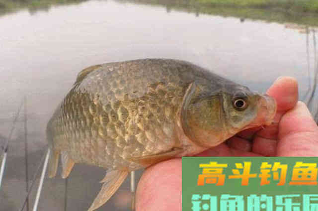 原来这套鲫鱼钓法,五月用它才最有效 原来这套鲫鱼钓法,五月用它才最有效