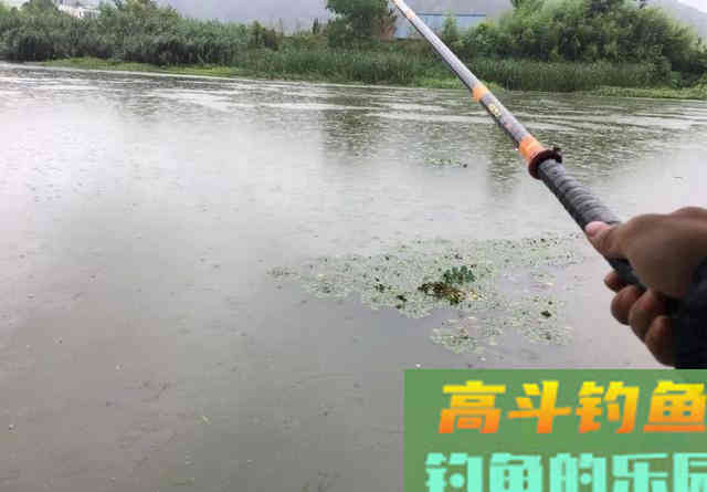 春雨绵绵，野钓黄辣丁最合适