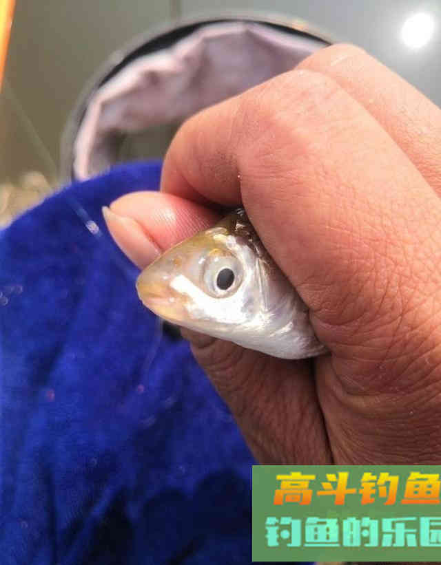 长江钓鱼，野钓鳊鱼分析教学，钓获20多斤野生鳊鱼和鲫鱼