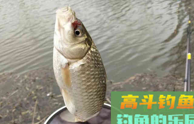 如何利用串钩钓法钓好鲫鱼的一些基本要领