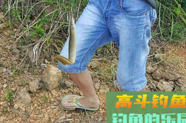 “蟒蛇鱼”肉质好卖价高,但十分不招钓友待见 “蟒蛇鱼”肉质好卖价高,但十分不招钓友待见