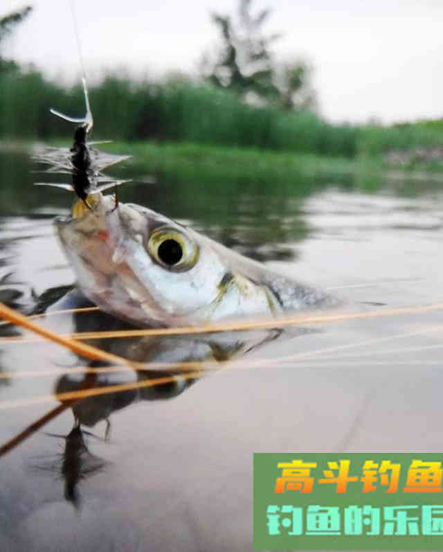 马口鱼怎么钓?比如蚂蟥钓法、苍蝇钓法、虾饵钓法等 马口鱼怎么钓?比如蚂蟥钓法、苍蝇钓法、虾饵钓法等