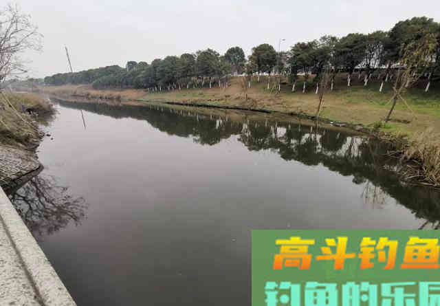 还有比黄辣丁更傻的鱼？胡子鲶：我不笨，就是嘴大吃得多