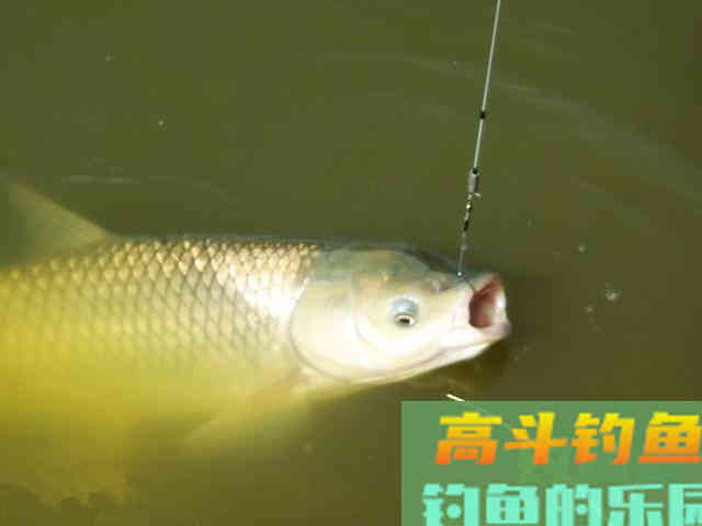 野钓鲤鱼，黑漂才提竿，已吞钩的鲤鱼跑一半