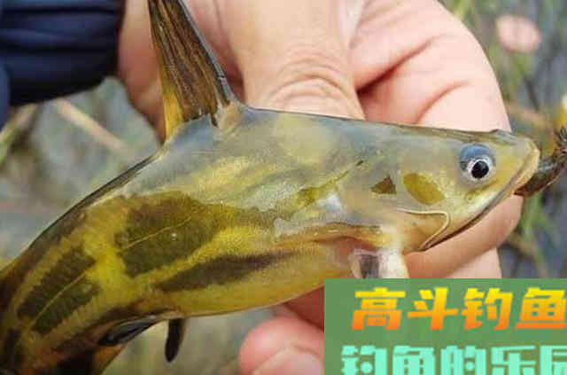 用这饵垂钓黄颡鱼，比蚯蚓更干净，比虾米更省钱