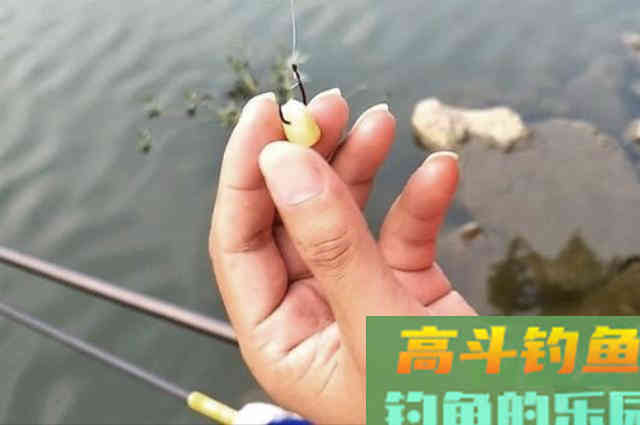 六月一到,天气再热也要用鲤鱼钓法 六月一到,天气再热也要用鲤鱼钓法