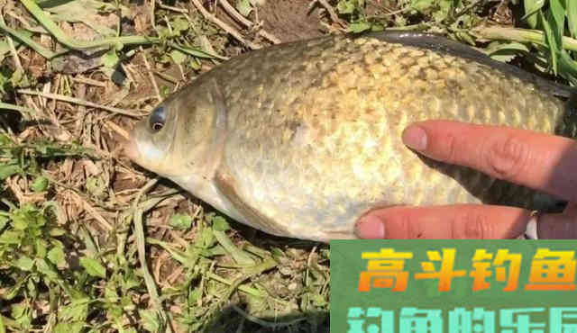 同样是空钩蘸小米，为啥别人连杆大板鲫，你不行