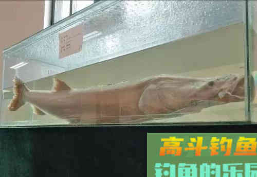 自83年出现过一次，鯮鱼已整整37年未见踪迹