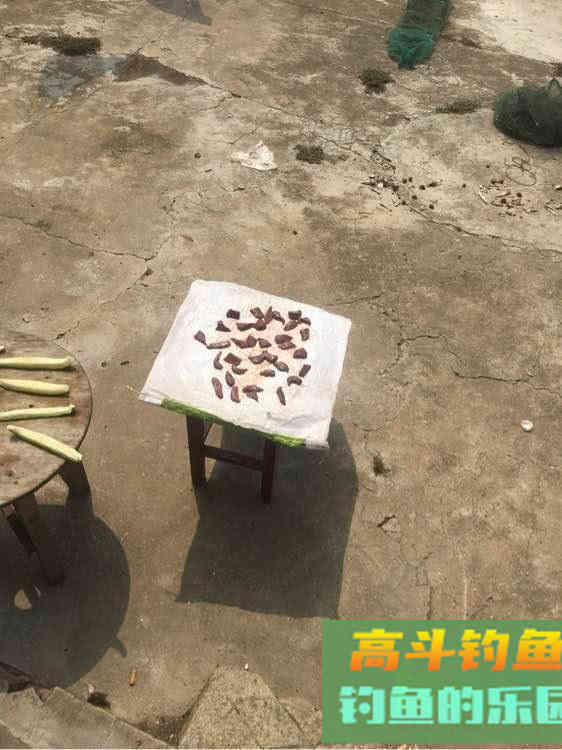 如何用猪肝钓甲鱼?运气好的时候一天能钓十几只 如何用猪肝钓甲鱼?运气好的时候一天能钓十几只