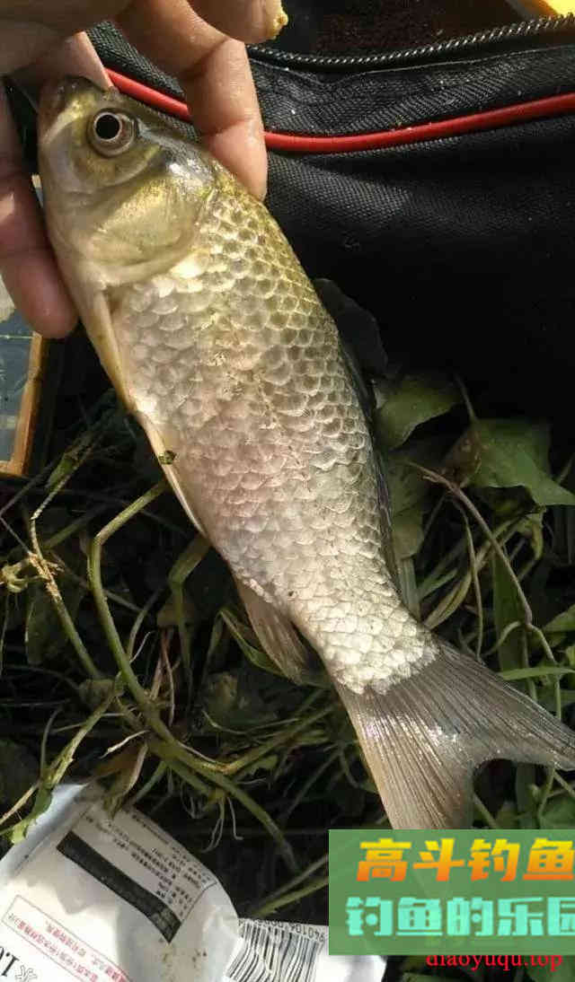进入初秋之后要怎样钓鲫鱼呢?5个技巧告诉你 进入初秋之后要怎样钓鲫鱼呢?5个技巧告诉你