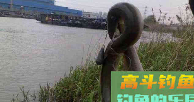 寿命50年的鳗鱼，产卵一次便死亡，要如何钓