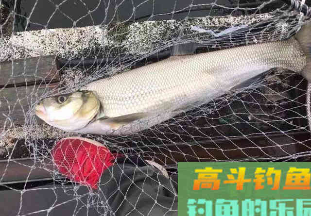 从钓位选择到装备搭配,手把手教你野钓翘嘴鱼 从钓位选择到装备搭配,手把手教你野钓翘嘴鱼