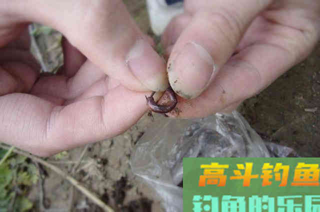 在寒露之前,利用串钩钓鲫鱼的一些注意事项 在寒露之前,利用串钩钓鲫鱼的一些注意事项