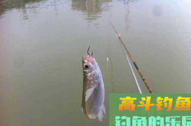 快速拉白条的方法,好钓鱼教你 快速拉白条的方法,好钓鱼教你