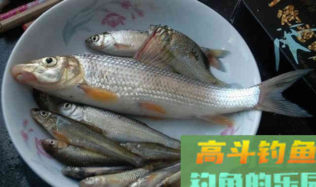钓友亲切的叫它花姑娘,虫虫鱼(花骨鱼)怎么钓 钓友亲切的叫它花姑娘,虫虫鱼(花骨鱼)怎么钓