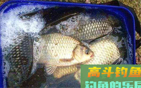 两指大的鲫鱼,凭什么受到全国钓友的热烈追捧 两指大的鲫鱼,凭什么受到全国钓友的热烈追捧