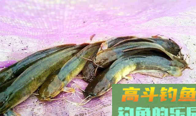 鱼身无鳞且光滑，长着8根胡须，鲶鱼还是塘角鱼