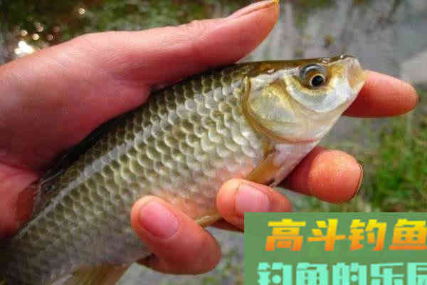 为什么土鲫鱼这么受到钓鱼人的青睐？