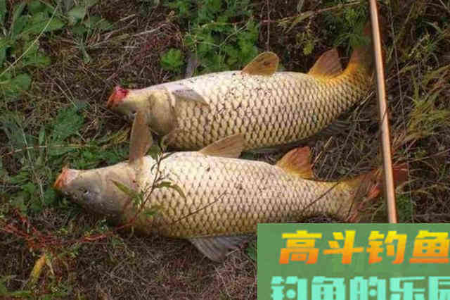 冬天还可连竿鲤鱼?二十年老钓手:多亏这3个套路 冬天还可连竿鲤鱼?二十年老钓手:多亏这3个套路