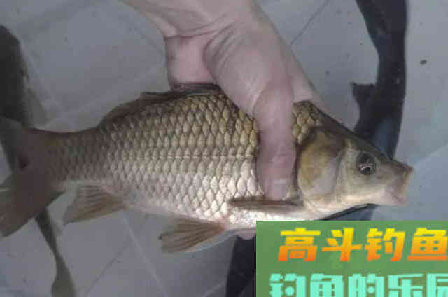 足足用了二十年，这鲫鱼钓法依旧很好用