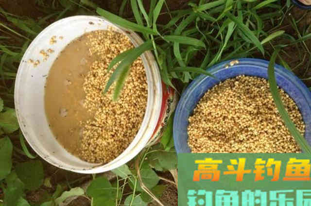 八月一过,大草鱼我还是这样钓,百试不爽 八月一过,大草鱼我还是这样钓,百试不爽