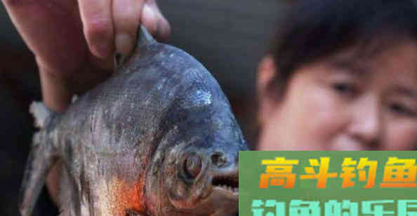 它被称为食人鱼近亲,全国多有分布 它被称为食人鱼近亲,全国多有分布