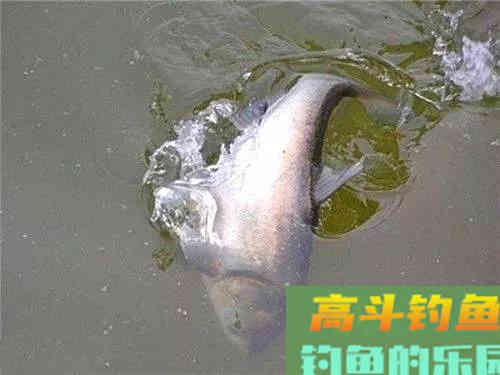 手竿钓鲢鳙：为何伊豆完胜伊势尼