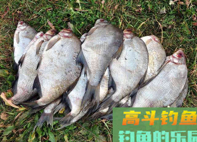 秋季钓鲫鱼为什么会空军？