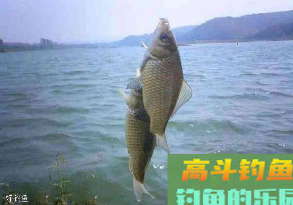什么时候要浮钓鲫鱼？怎么浮钓鲫鱼？