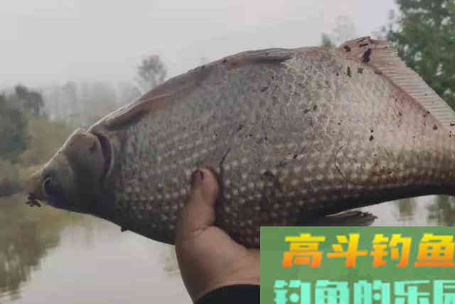 热天只需用这鳊鱼钓法，上鱼不要太快
