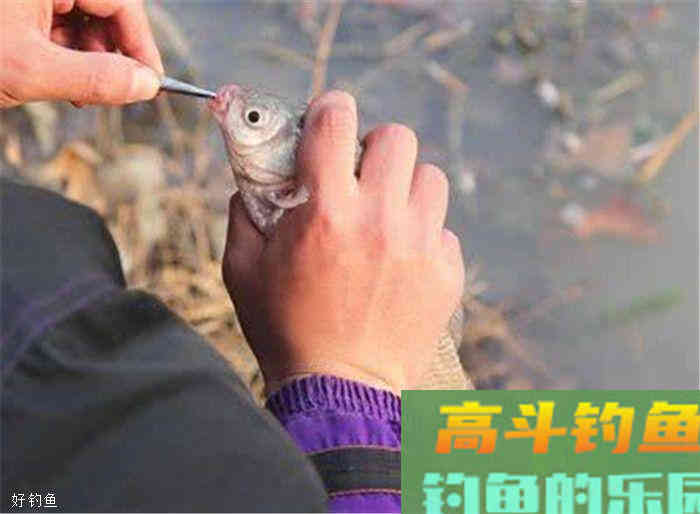 四种鲫鱼钓法，让你秋冬季也能爆护