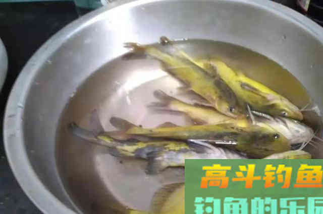 黄颡鱼也能钓到爆护